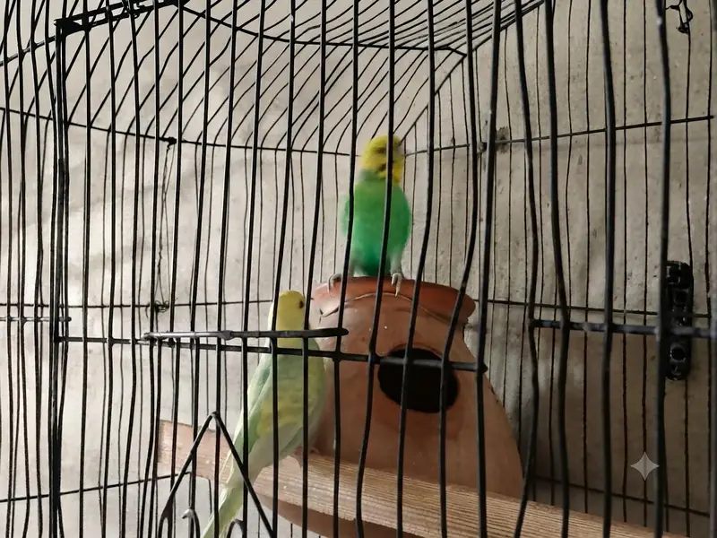 Rambo parrot