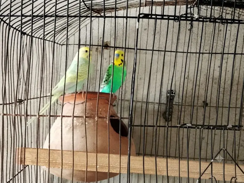 Rambo parrot — photo 3