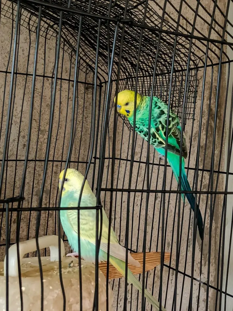 Rambo parrot — photo 4