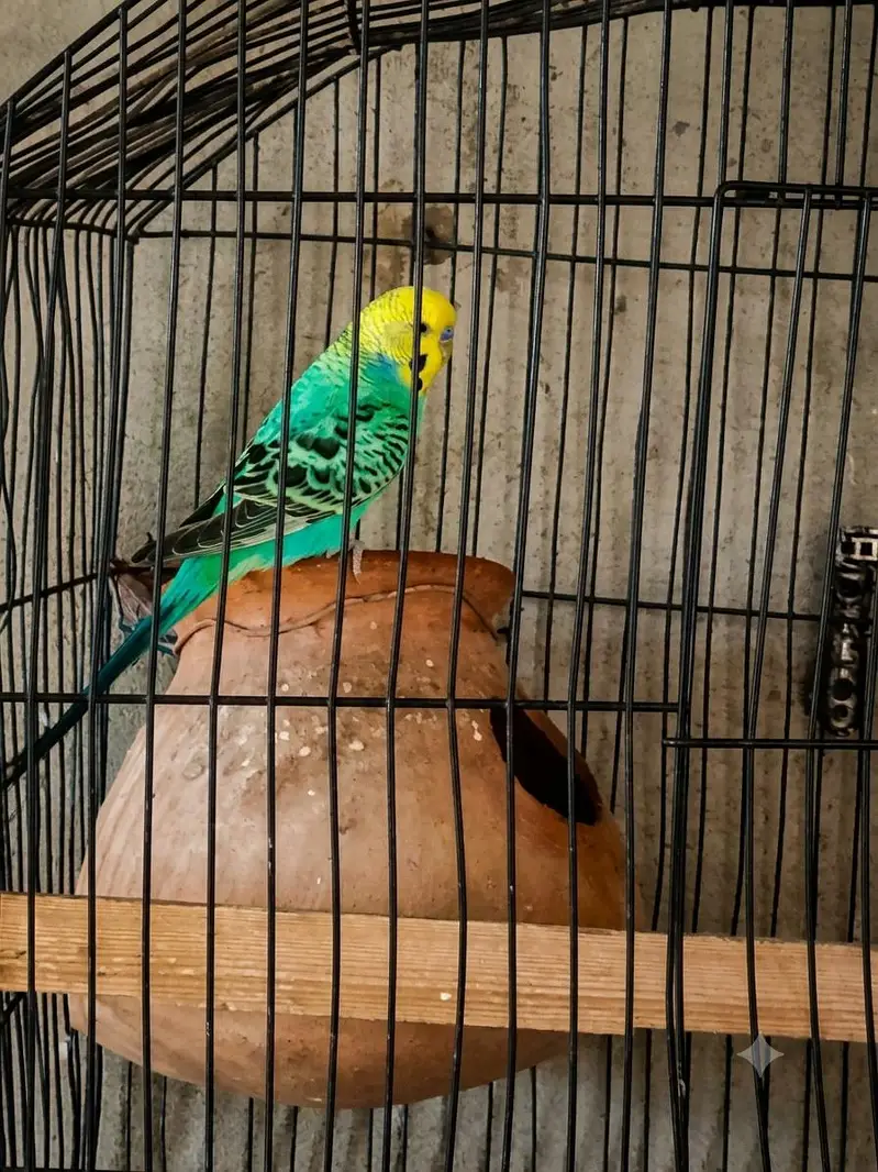 Rambo parrot — photo 5