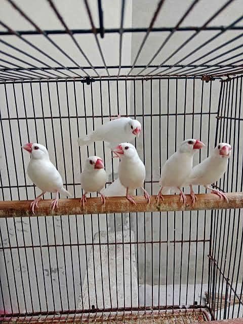 White java finch available Breader Pair 0