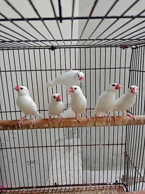 White java finch available Breader Pair