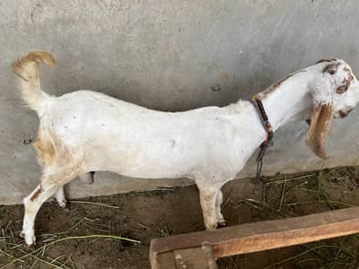 Pure White Nasli Bakra for Sale