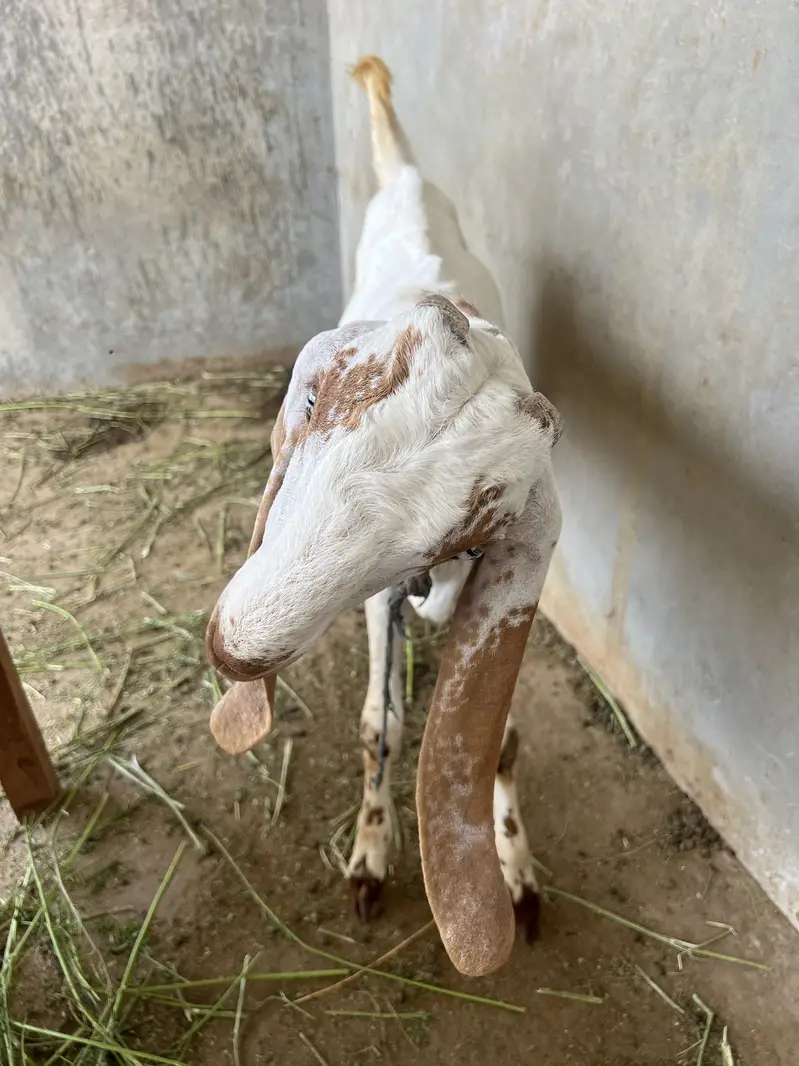 Pure White Nasli Bakra for Sale — photo 2
