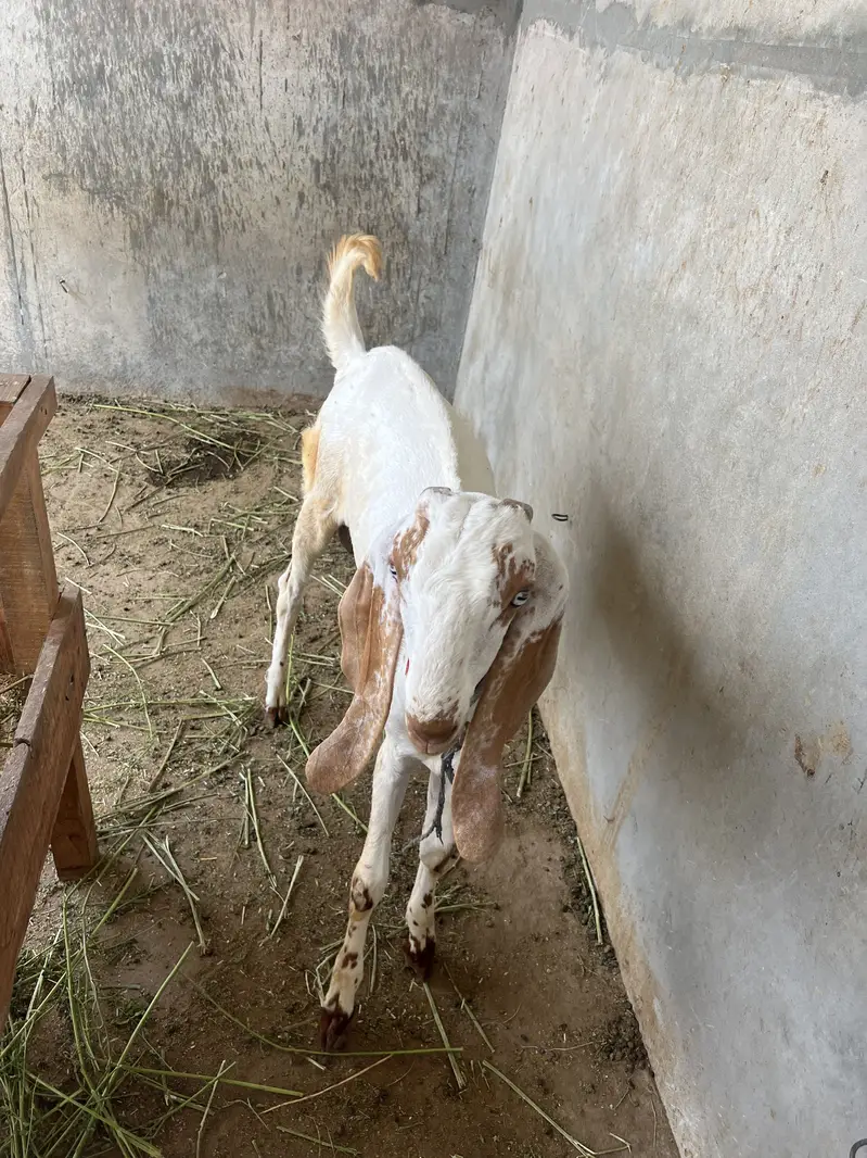 Pure White Nasli Bakra for Sale — photo 3