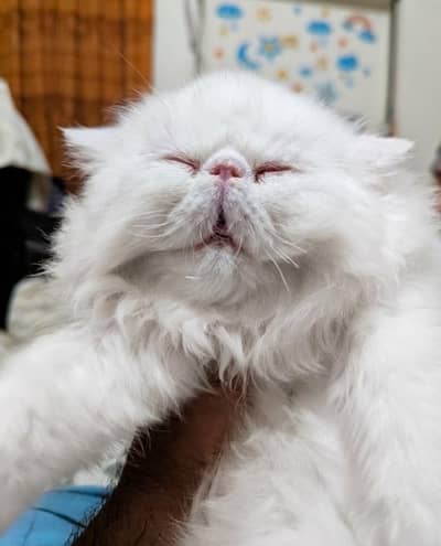 pure Persian super piki face