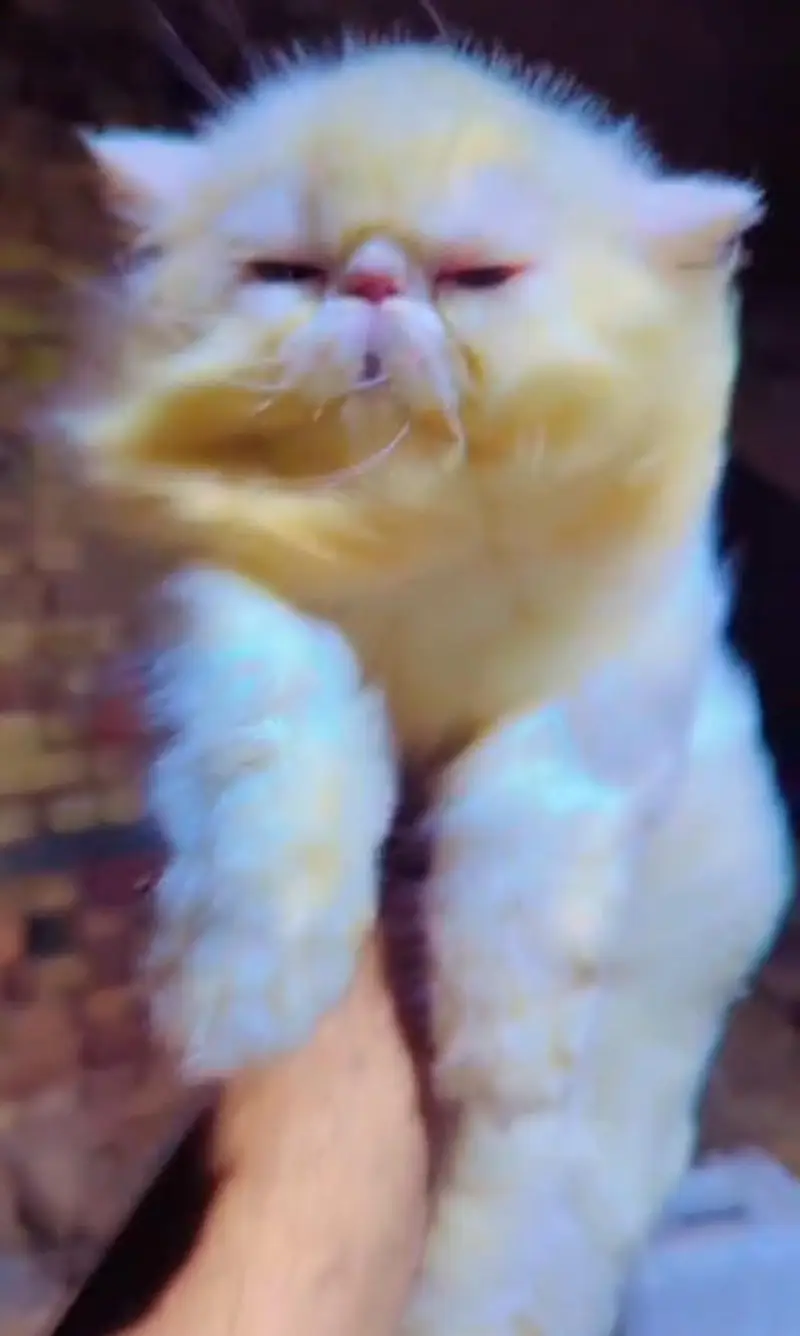 pure Persian super piki face — photo 2