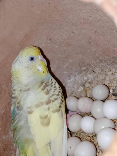 Buddgie Birds 3 pair hai total Adult