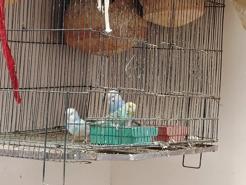 Buddgie Birds 3 pair hai total Adult — photo 2