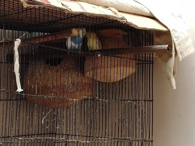Buddgie Birds 3 pair hai total Adult — photo 3