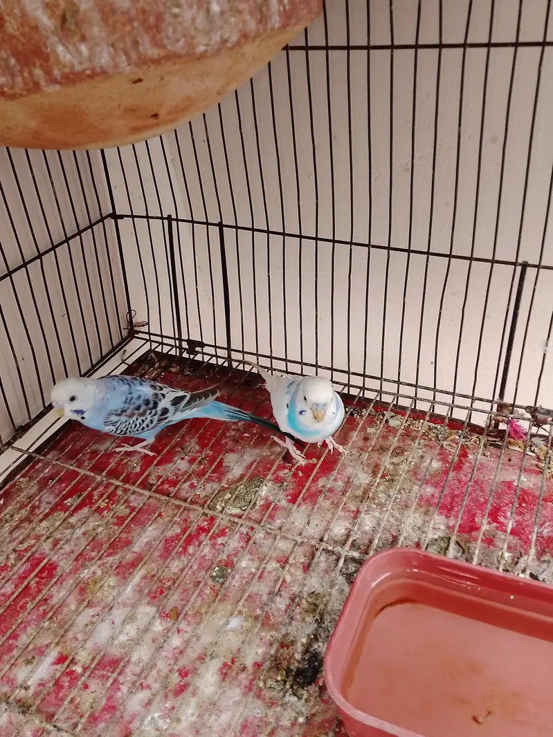 Buddgie Birds 3 pair hai total Adult — photo 4
