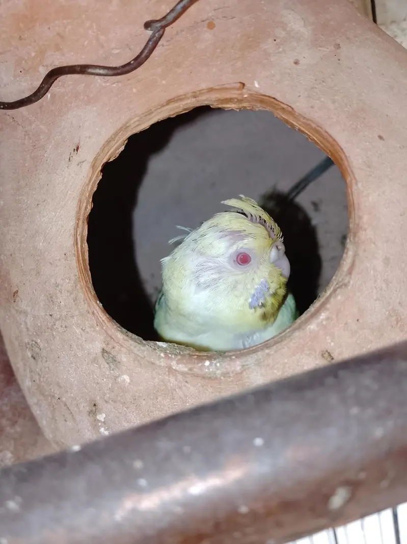 Buddgie Birds 3 pair hai total Adult — photo 5