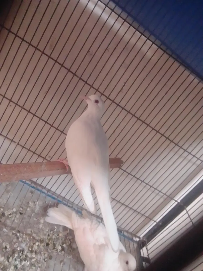 khumare breeder pair