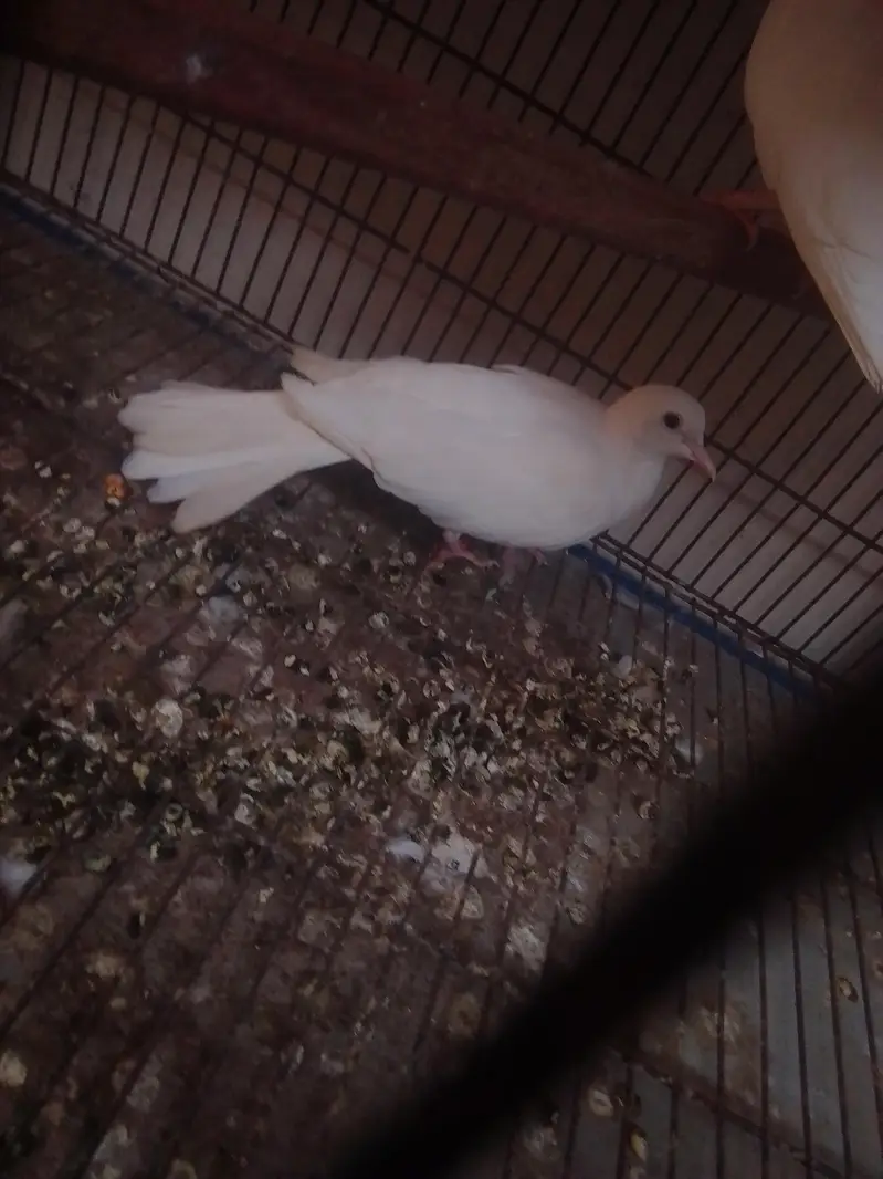 khumare breeder pair — photo 2