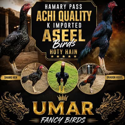 All breeds of aseel birds