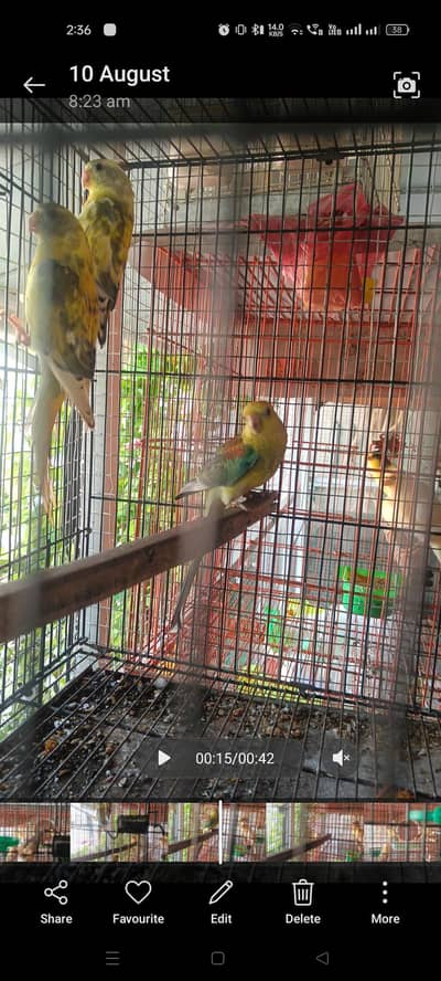 Split Rubino Red eye Rump males