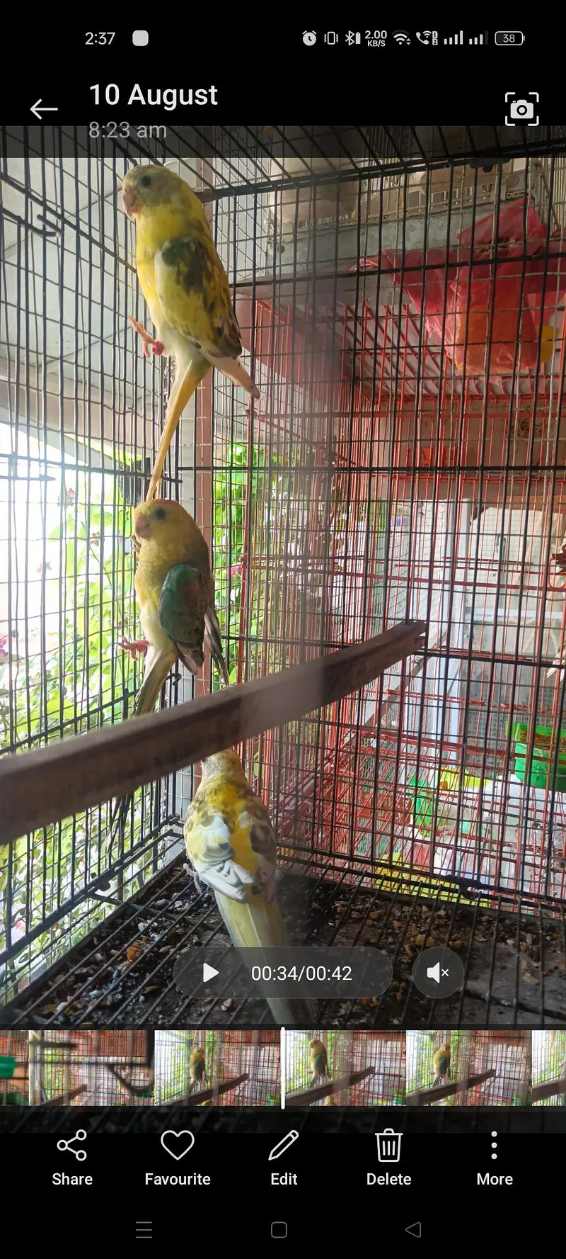 Split Rubino Red eye Rump males — photo 2