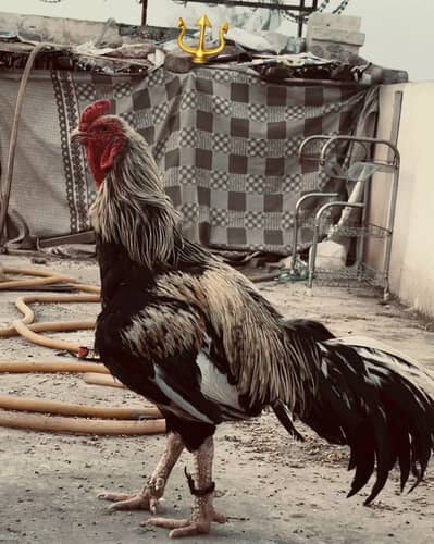 For sale pure aseel