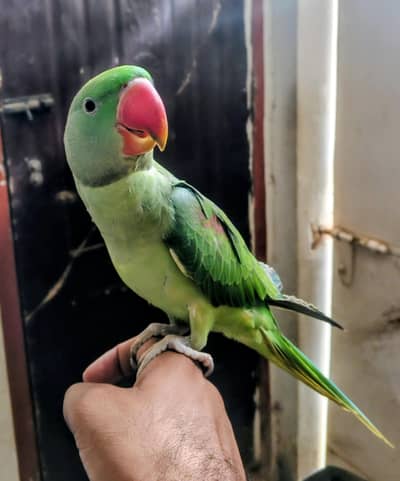 Raw Parrot | Pahari Parrot | Talking Parrot with cage