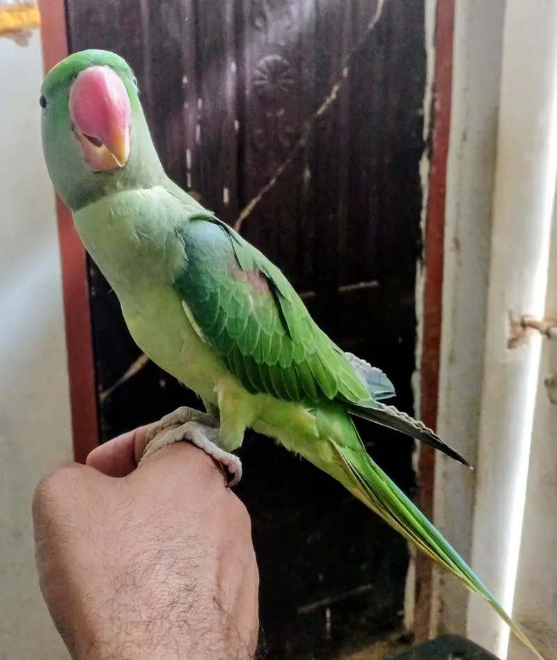 Raw Parrot | Pahari Parrot | Talking Parrot with cage — photo 2