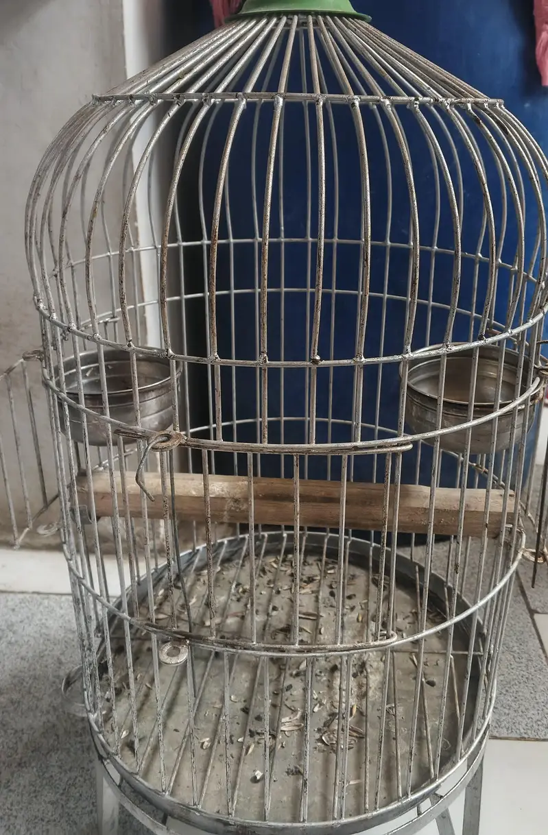 Raw Parrot | Pahari Parrot | Talking Parrot with cage — photo 3