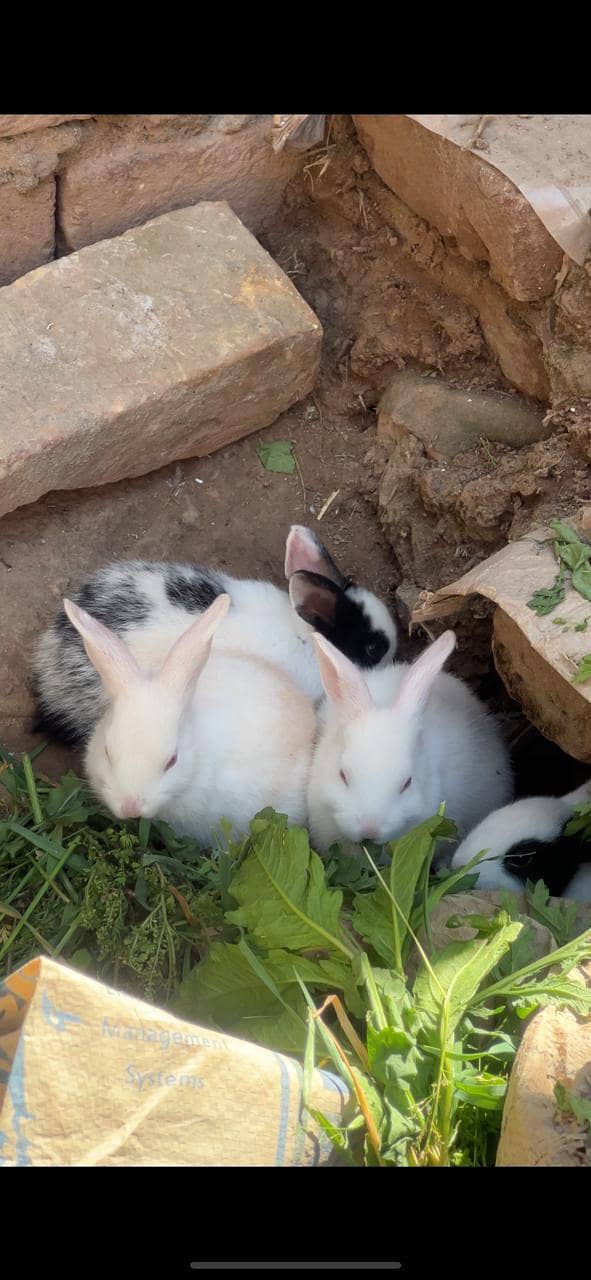 Rabbits 0