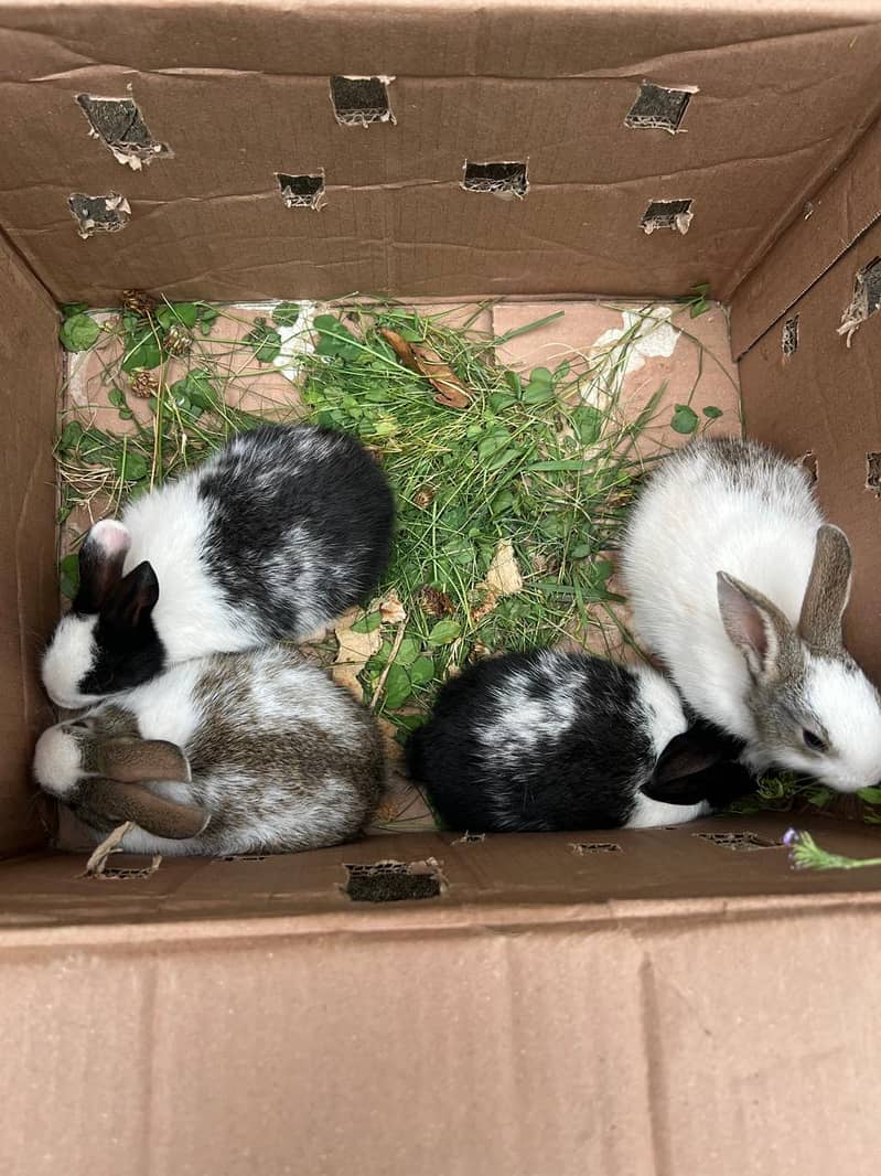 Rabbits 1