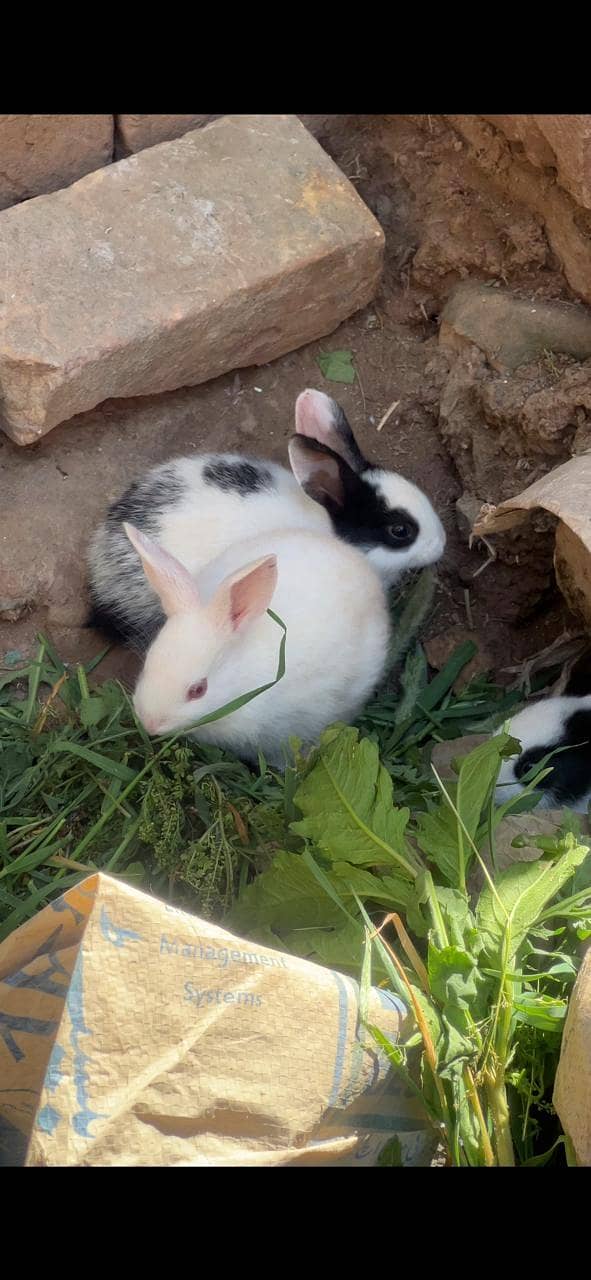 Rabbits 2