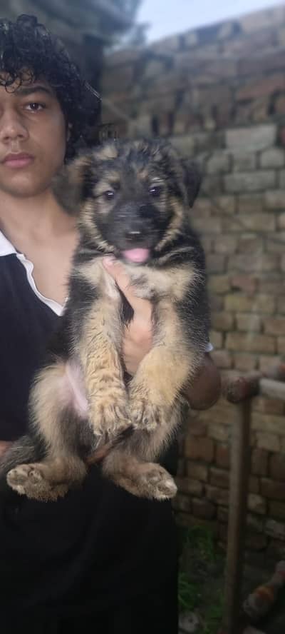 long cot puppies active long hair 03155117412