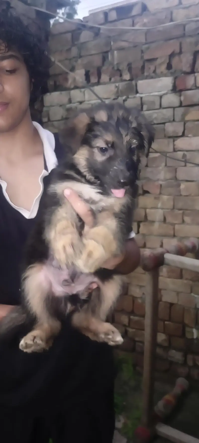 long cot puppies active long hair 03155117412 — photo 2