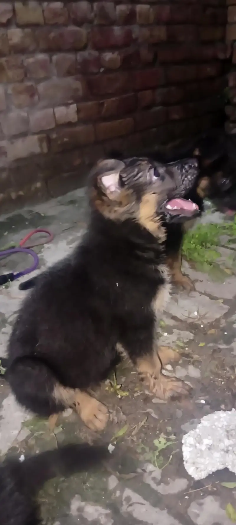 long cot puppies active long hair 03155117412 — photo 3