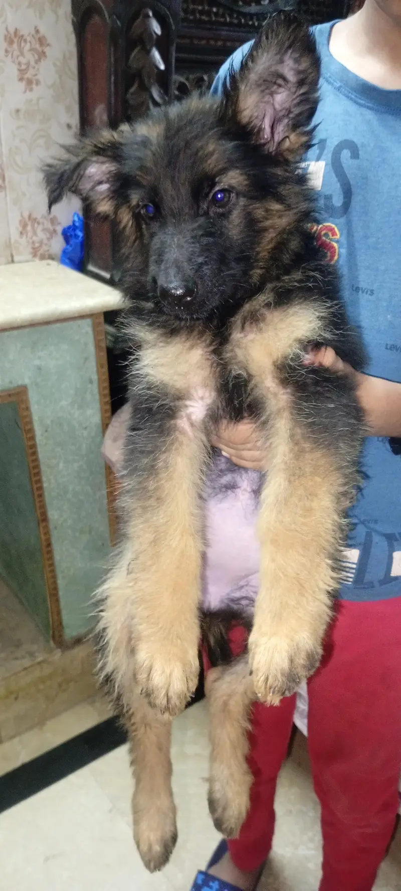 long cot puppies active long hair 03155117412 — photo 4
