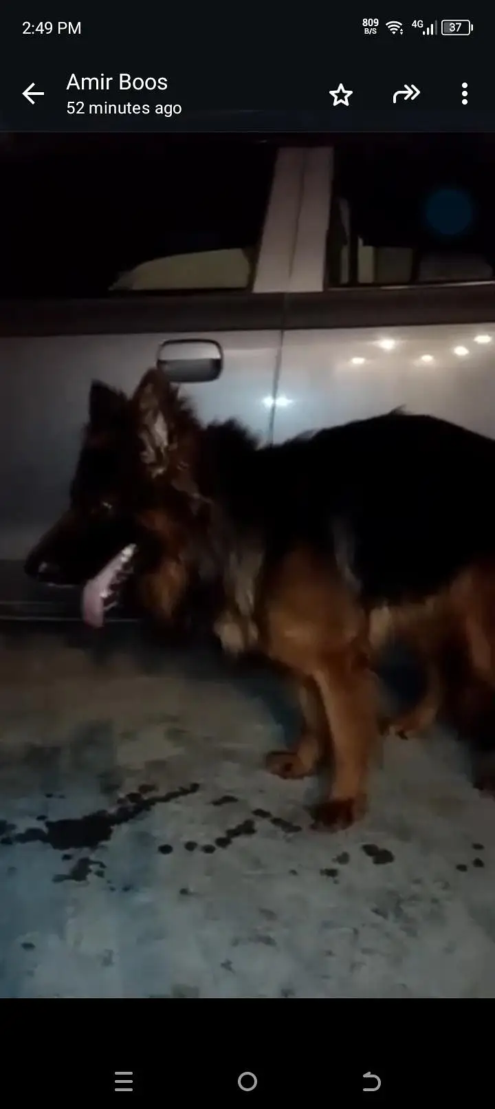 long cot puppies active long hair 03155117412 — photo 6