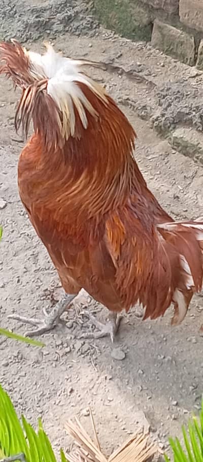 Golden polish male