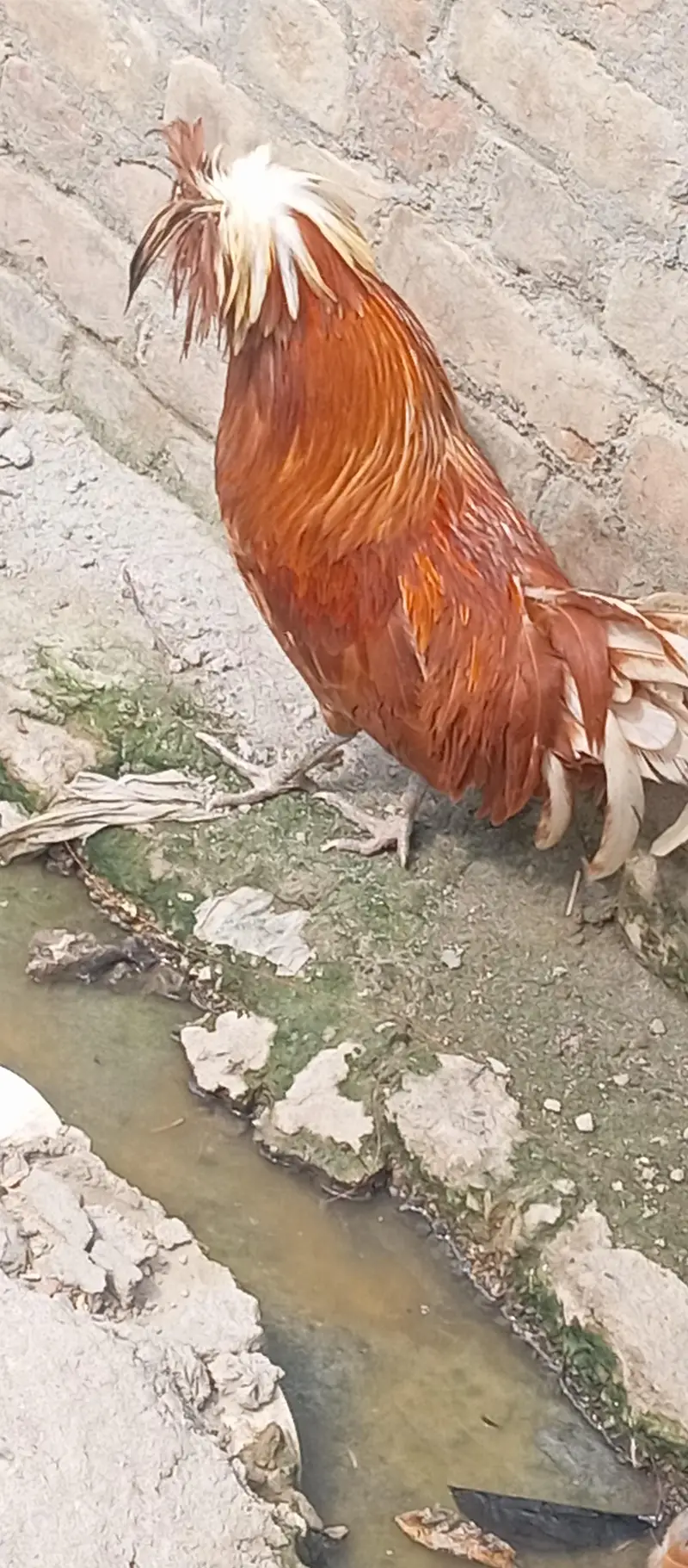 Golden polish male — photo 2