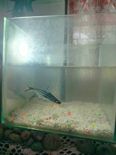 aquarium for sale