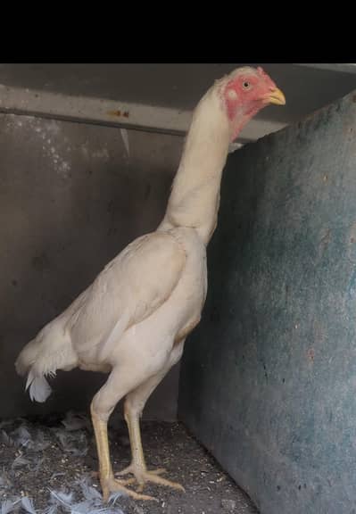 white shamo female/shamo chicks/aseel chicks/fancy chciks