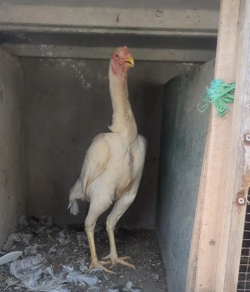 white shamo female/shamo chicks/aseel chicks/fancy chciks — photo 2