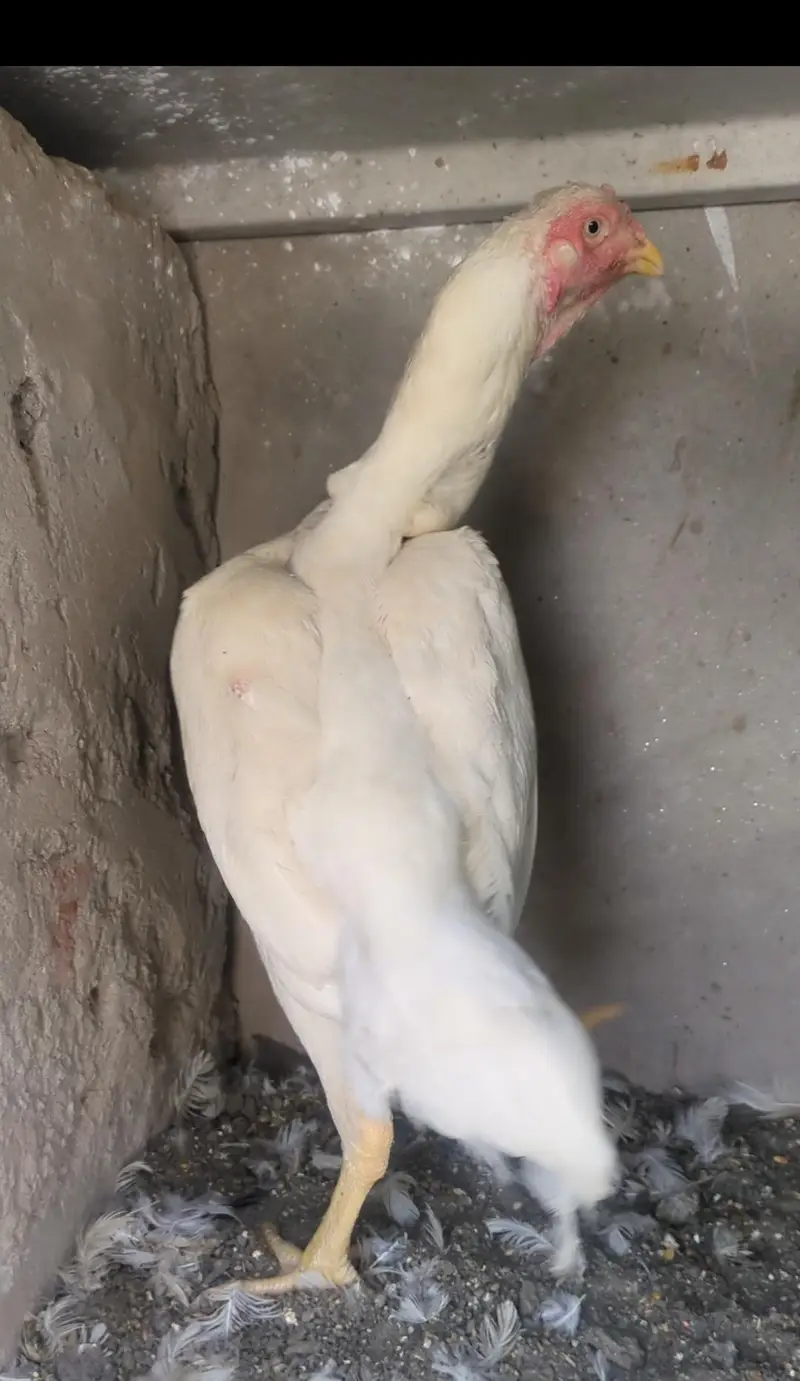 white shamo female/shamo chicks/aseel chicks/fancy chciks — photo 3