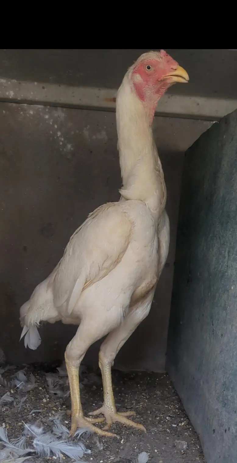 white shamo female/shamo chicks/aseel chicks/fancy chciks — photo 4