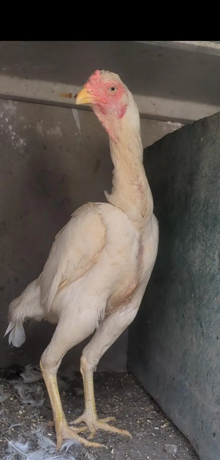 white shamo female/shamo chicks/aseel chicks/fancy chciks — photo 5