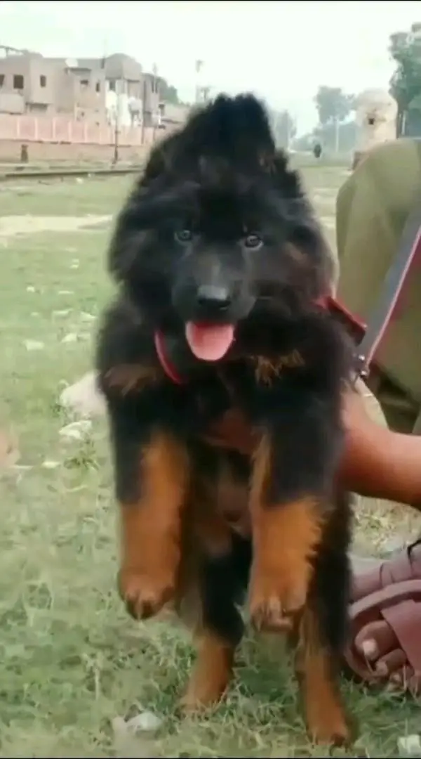 German shepherd puppie WhatsApp contact o344/17/52/88/two — photo 2