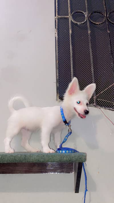 Russian puppy sale
