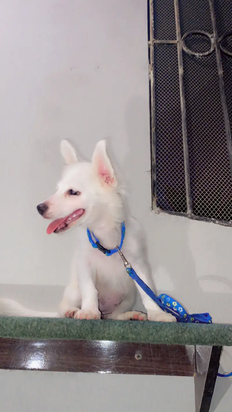 Russian puppy sale — photo 2