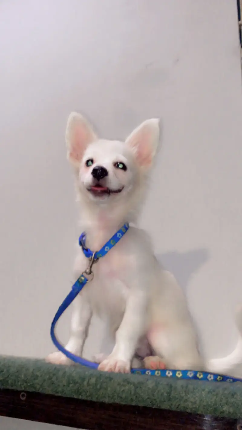 Russian puppy sale — photo 3