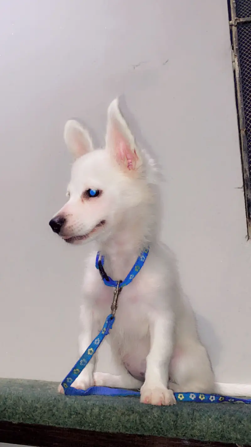 Russian puppy sale — photo 4