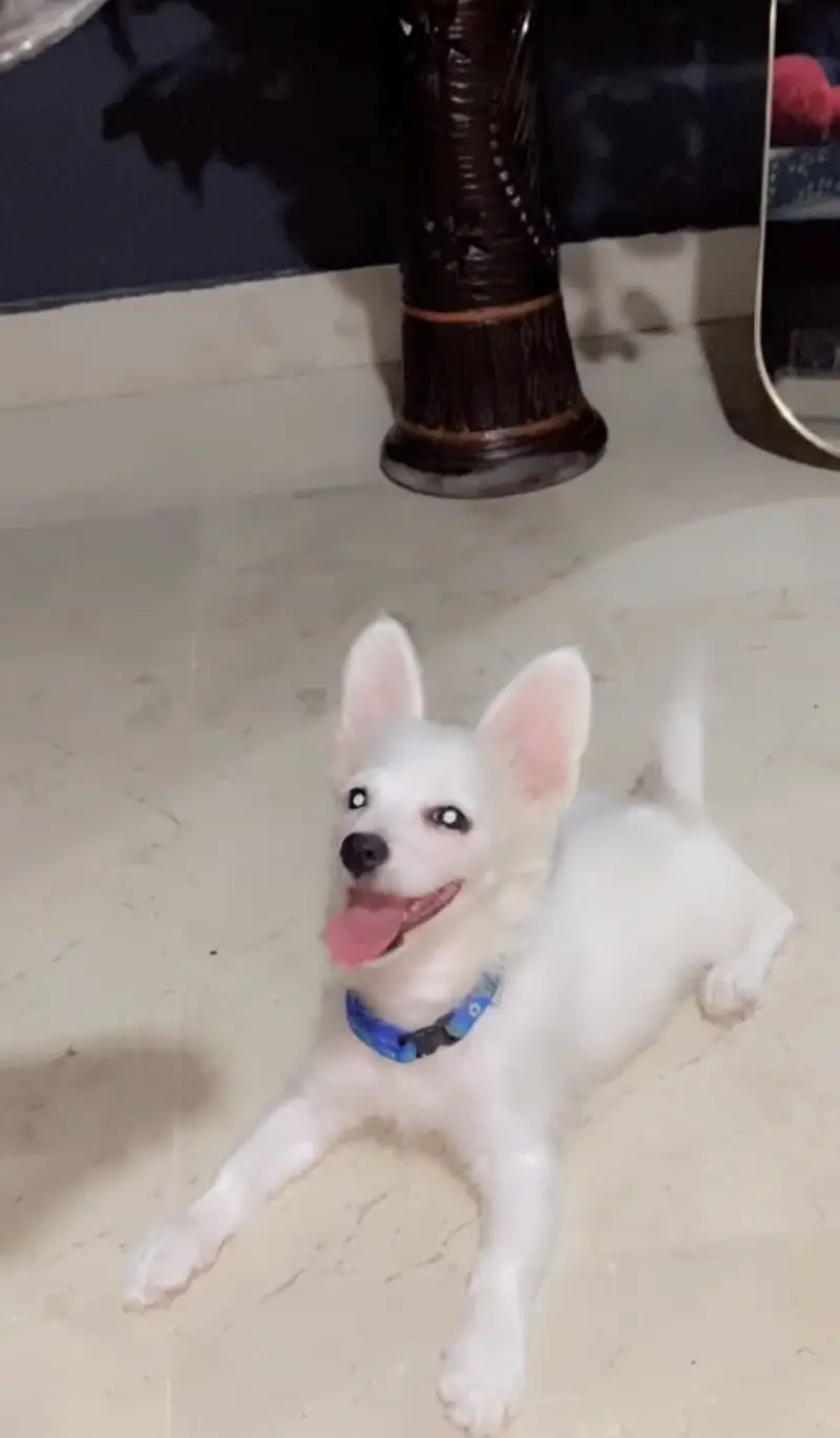 Russian puppy sale — photo 5