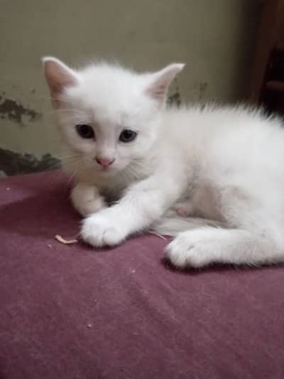 kitten's for adoption