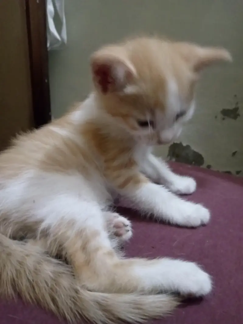 kitten's for adoption — photo 2