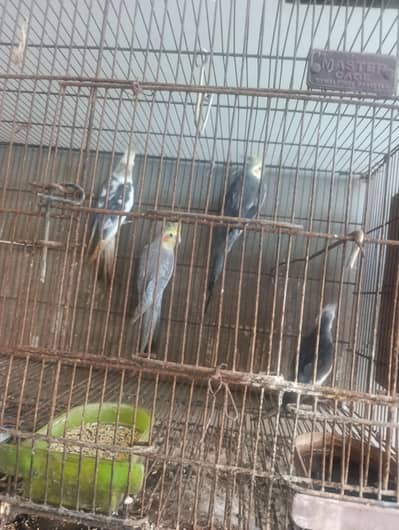 cocktail pairs for sale